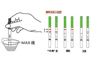 怎么使用排卵试纸测排卵
